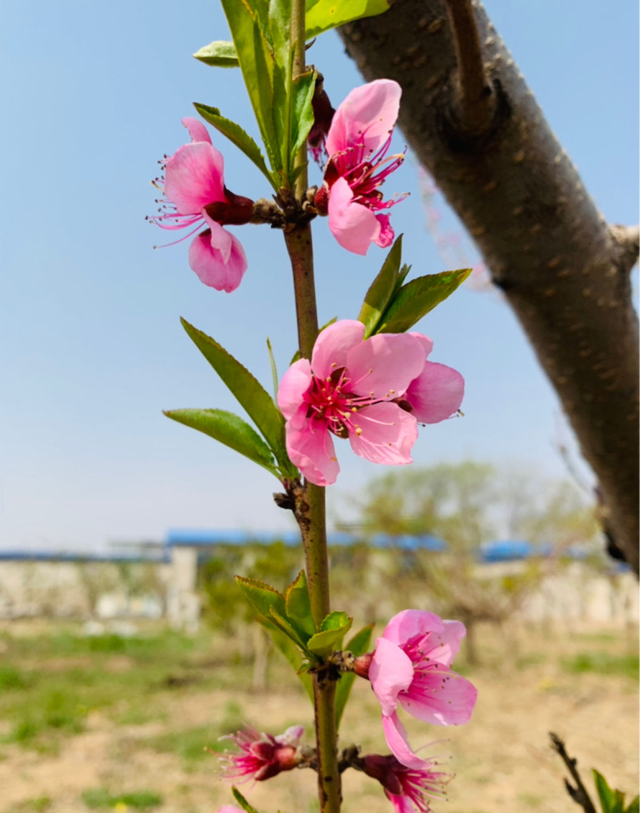 花种类大全名字及图片（80种常见植物图解）