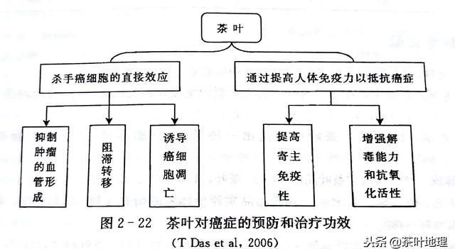 白茶对人体有什么好处(一分钟带你了解白茶9大功效）