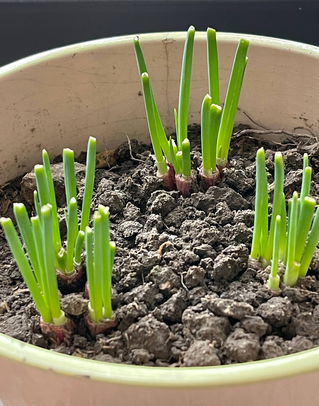 香葱的种植方法和时间（家庭种香葱的个简单小方法）