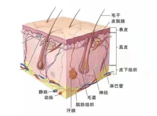 美容护肤皮肤基础知识（美容护肤基础小常识）