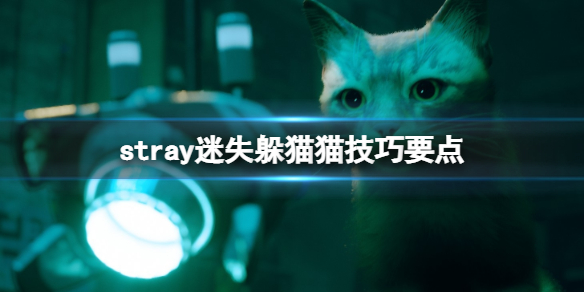 《迷失》stray躲猫猫怎么跳杯？躲猫猫技巧要点