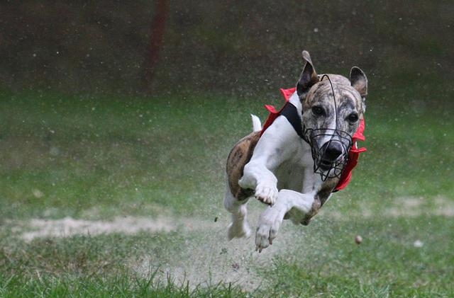 惠比特犬的优缺点有哪些（详细介绍惠比特犬附图片）