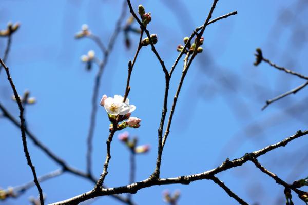 日本东京樱花开放时间是几月份呢（日本樱花开花时间与往年相同 ）