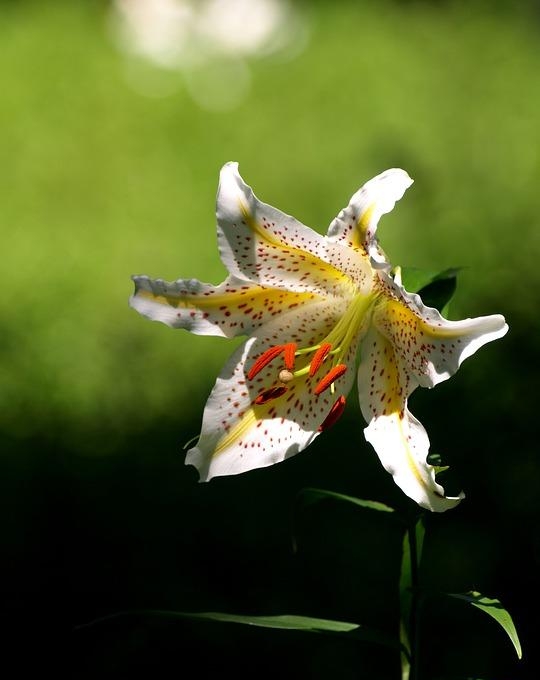 百合花图片有哪些呢（百合鲜花你见过多少）