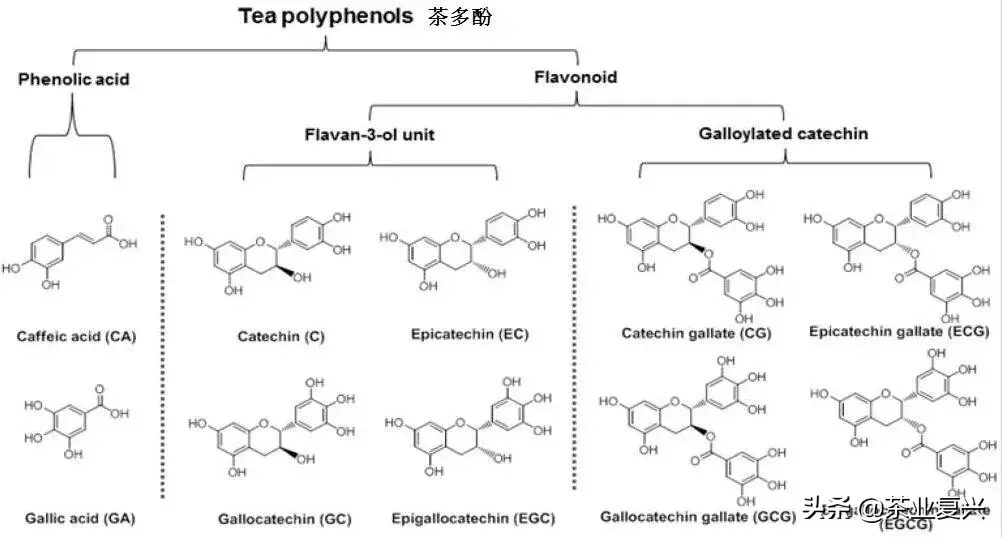 陈皮白茶对胃好吗（揭秘陈皮白茶到底伤不伤胃）