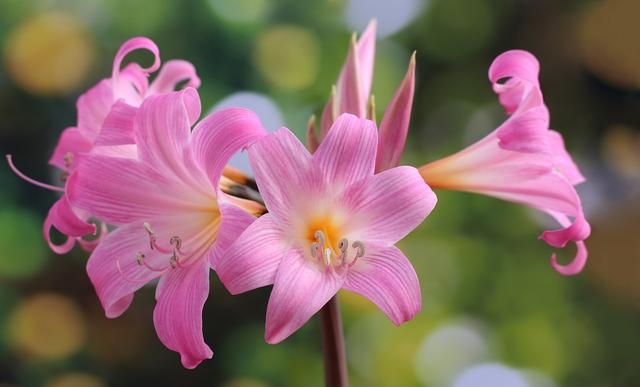 百合花图片有哪些呢（百合鲜花你见过多少）