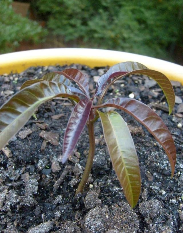 芒果种子发芽点朝上还是朝下呀（如何正确的种芒果树） 