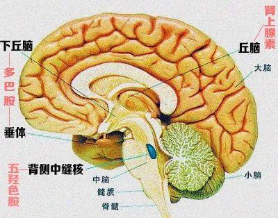 结婚三周年是什么婚(结婚5周年是什么婚)