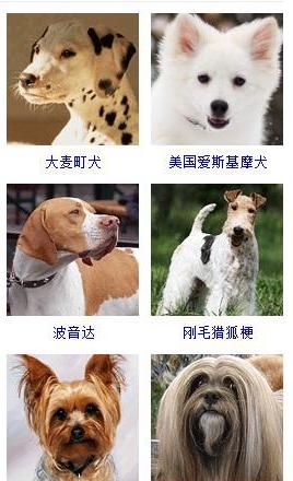 宠物狗的品种大全（盘点45种名犬可爱图片）