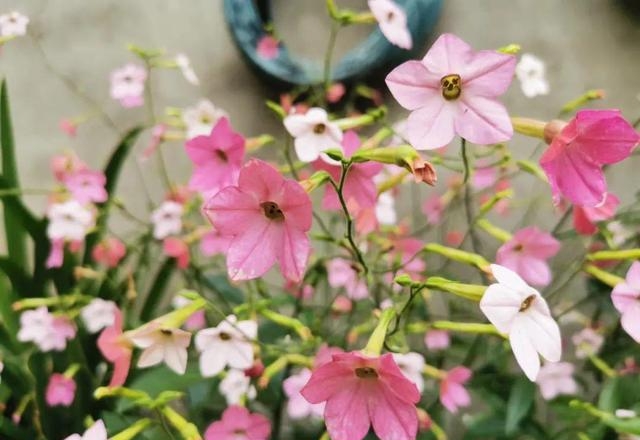 夏季有哪些花会开（这30种花在夏天开花）