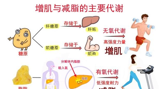 先无氧后有氧的好处是什么（先无氧后有氧的4大好处）