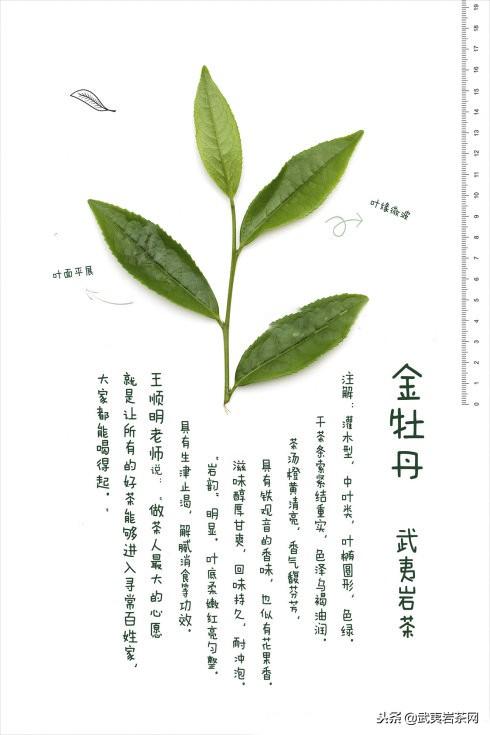 金牡丹茶属于什么茶(详细介绍金牡丹及图片）