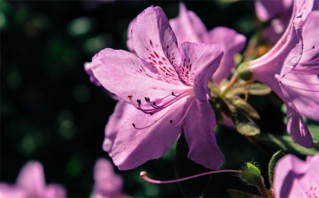 杜鹃花的花期是什么时候（杜鹃花只有春季开放吗）