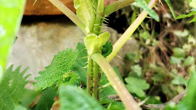 火麻是一种什么植物（火麻可以食用吗）