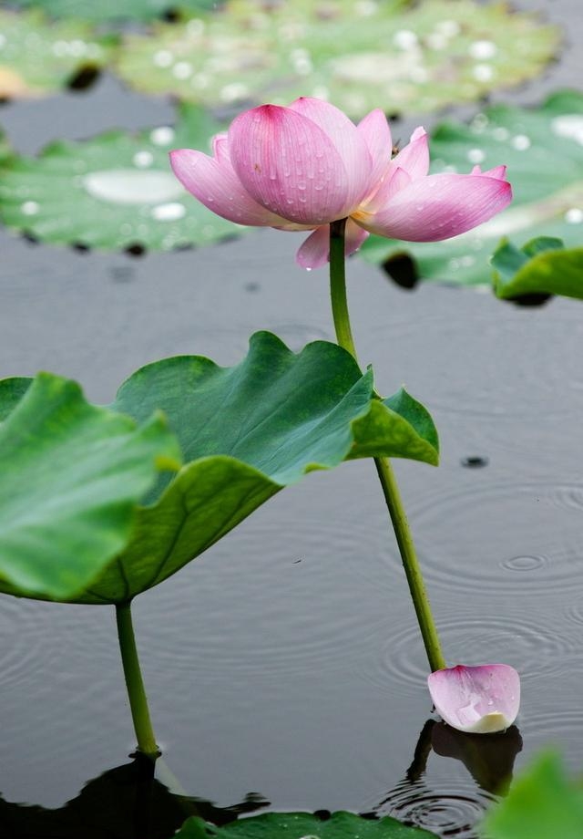 荷花图片大全高清壁纸（高清荷花摄影大赏）