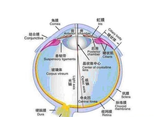 一天一罐红牛对身体好不好（浅谈一罐红牛对身体的危害有多大）