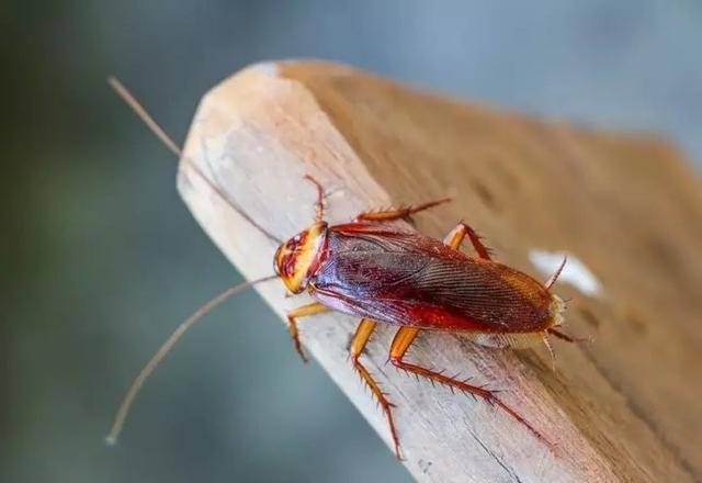 哪种生物生命力更强（生命力最顽强的6种生物）