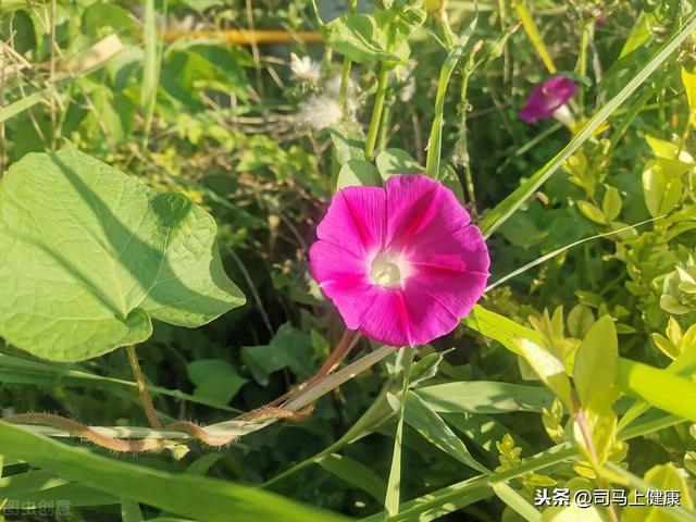 孩子肚子里有蛔虫怎么办（去除肚子里蛔虫小妙招）