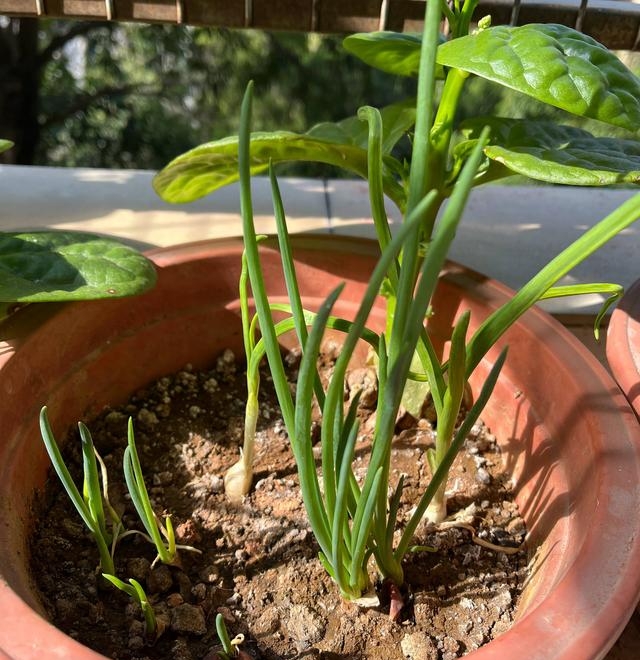 香葱的种植方法和时间（家庭种香葱的个简单小方法）