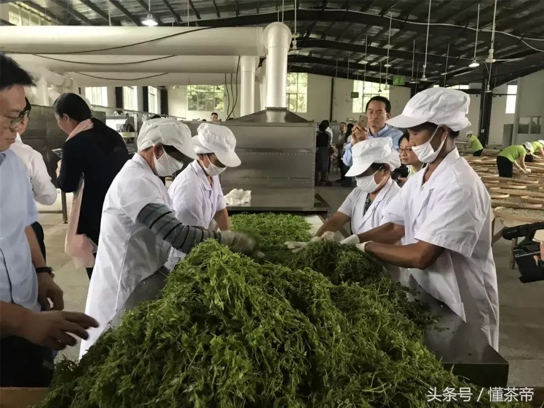 莓茶叶有什么用途呢（张家界莓茶的详细介绍及图片）