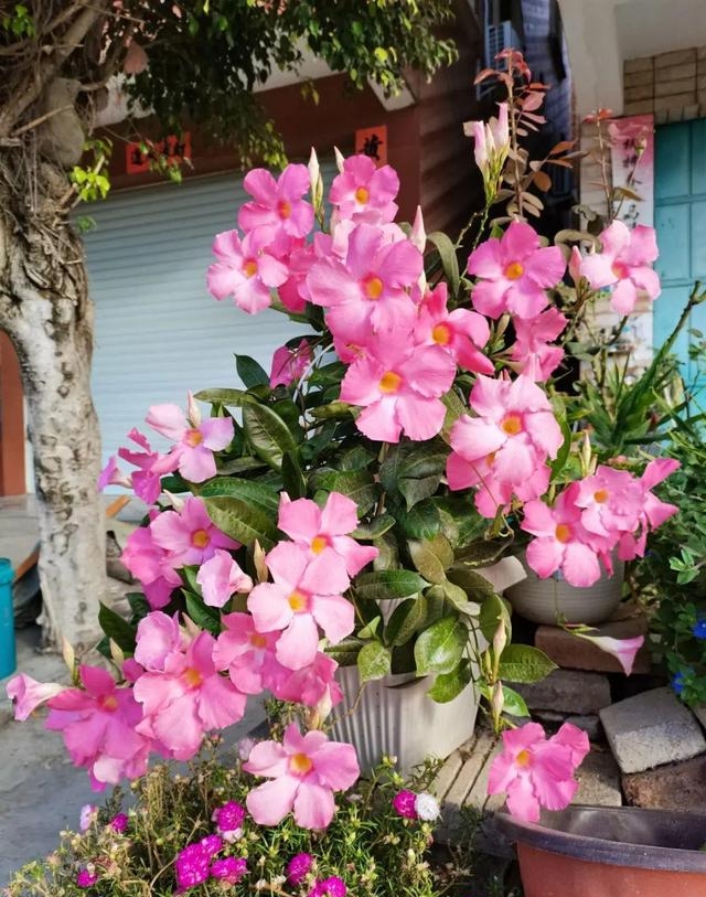 夏季有哪些花会开（这30种花在夏天开花）