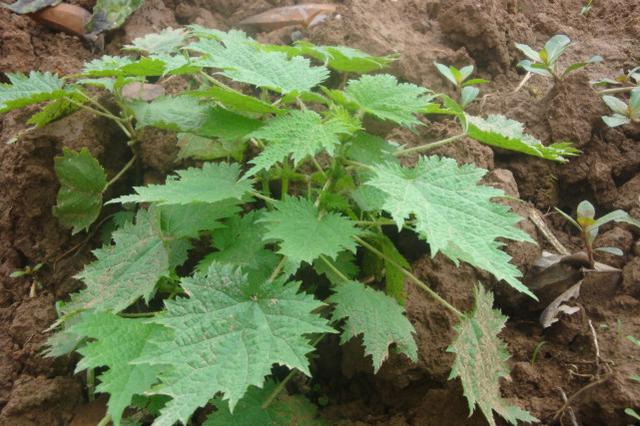 火麻是一种什么植物（火麻可以食用吗）