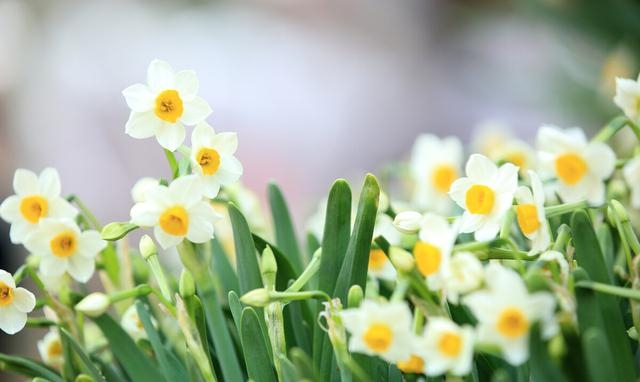 水仙花的寓意是什么（水仙花的寓意介绍）