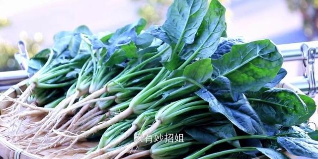 菠菜怎么保存新鲜不烂呢（家用菠菜正确的长久保存方法）