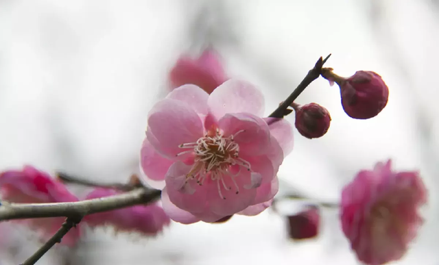 花种类大全名字及图片（80种常见植物图解）