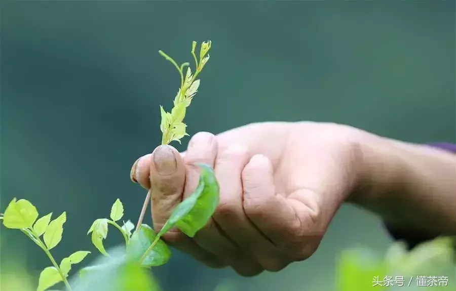 莓茶叶有什么用途呢（张家界莓茶的详细介绍及图片）