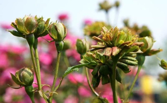 月季花有多少种颜色（17种月季大集合）