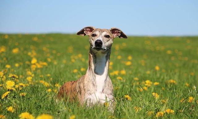 惠比特犬的优缺点有哪些（详细介绍惠比特犬附图片）