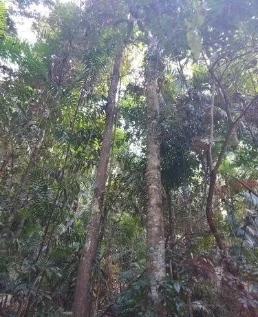 热带雨林的植物有哪些（热带雨林植物高清大图）