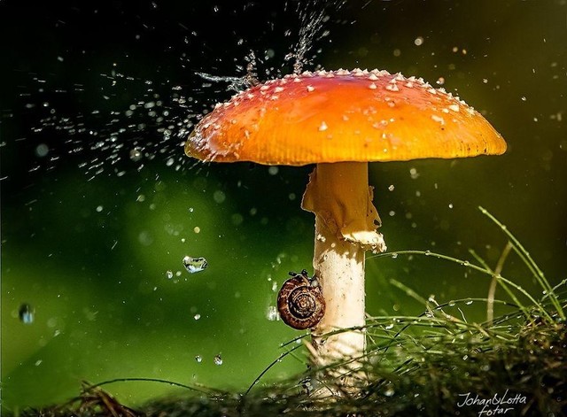 下雨了小动物都有属于自己的伞（分享动物打伞的唯美图片)