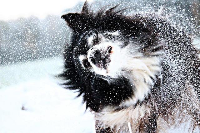 梦到下雪预示了什么(梦见下雪了是什么预兆)