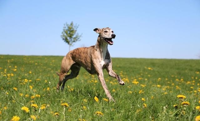 惠比特犬的优缺点有哪些（详细介绍惠比特犬附图片）