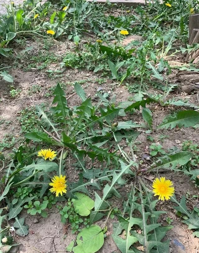 婆婆丁的花骨朵能吃吗（详细的跟你们说说婆婆丁的好处）