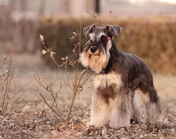 分享狗的品种排名大全图片（盘点热门45种名犬）