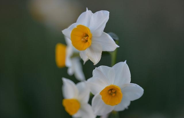 水仙花寓意及花语是什么象征（盘点五种水仙花的不同花语）