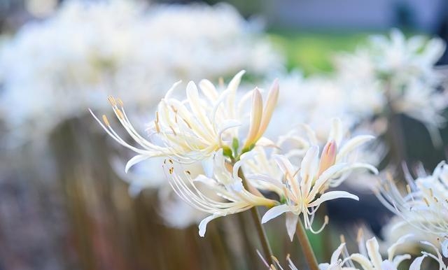 百合花图片有哪些呢（百合鲜花你见过多少）