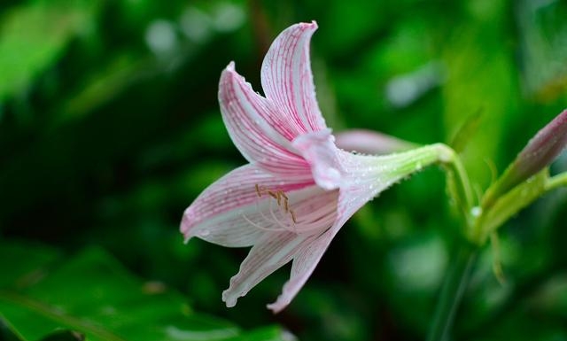 百合花图片有哪些呢（百合鲜花你见过多少）