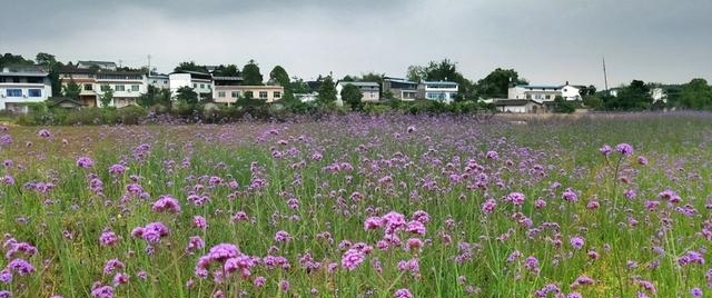 绵阳有什么好玩的地方或者景点（强推30个美丽的绵阳景区）