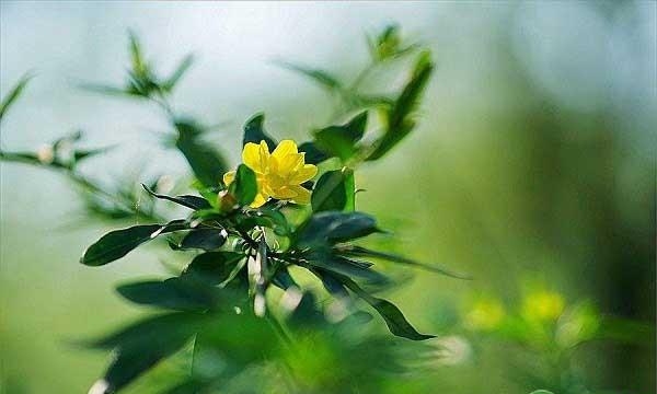 迎春花什么时候开放（迎春花延长花期的养护方法）