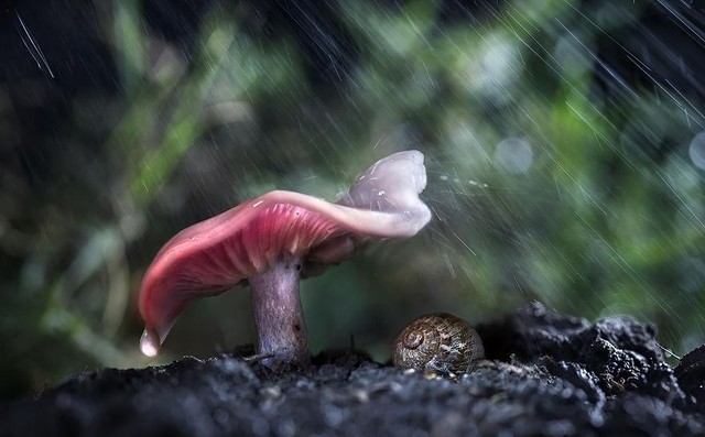 下雨了小动物都有属于自己的伞（分享动物打伞的唯美图片)