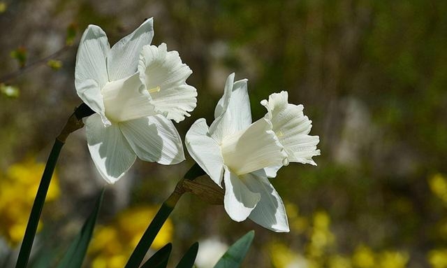 水仙花寓意及花语是什么象征（盘点五种水仙花的不同花语）