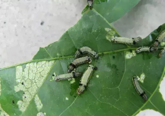 有哪些益虫是吃害虫的呢（田间益虫大盘点及图片）