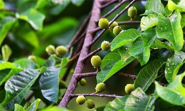 世界上最毒的植物图片（盘点生物界最毒的三种植物）