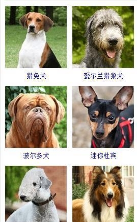 宠物狗的品种大全（盘点45种名犬可爱图片）