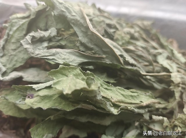 婆婆丁的花骨朵能吃吗（详细的跟你们说说婆婆丁的好处）