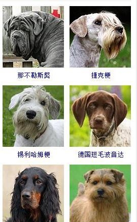 宠物狗的品种大全（盘点45种名犬可爱图片）